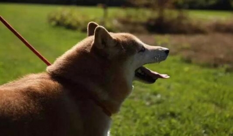 法院认真起来连狗都不放过?真相：柴犬卖身抵债还狗粮!