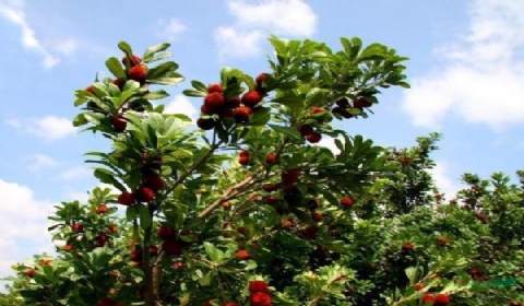 老人爬树摘杨梅坠亡景区被判担责5%合理吗