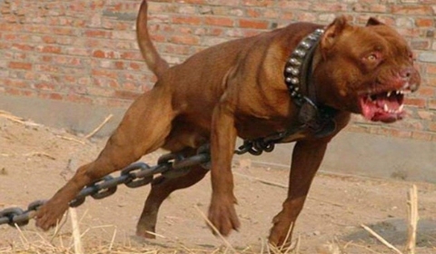 女生深夜晚自习回家遭犬猛咬 被狗咬伤如何索要赔偿?